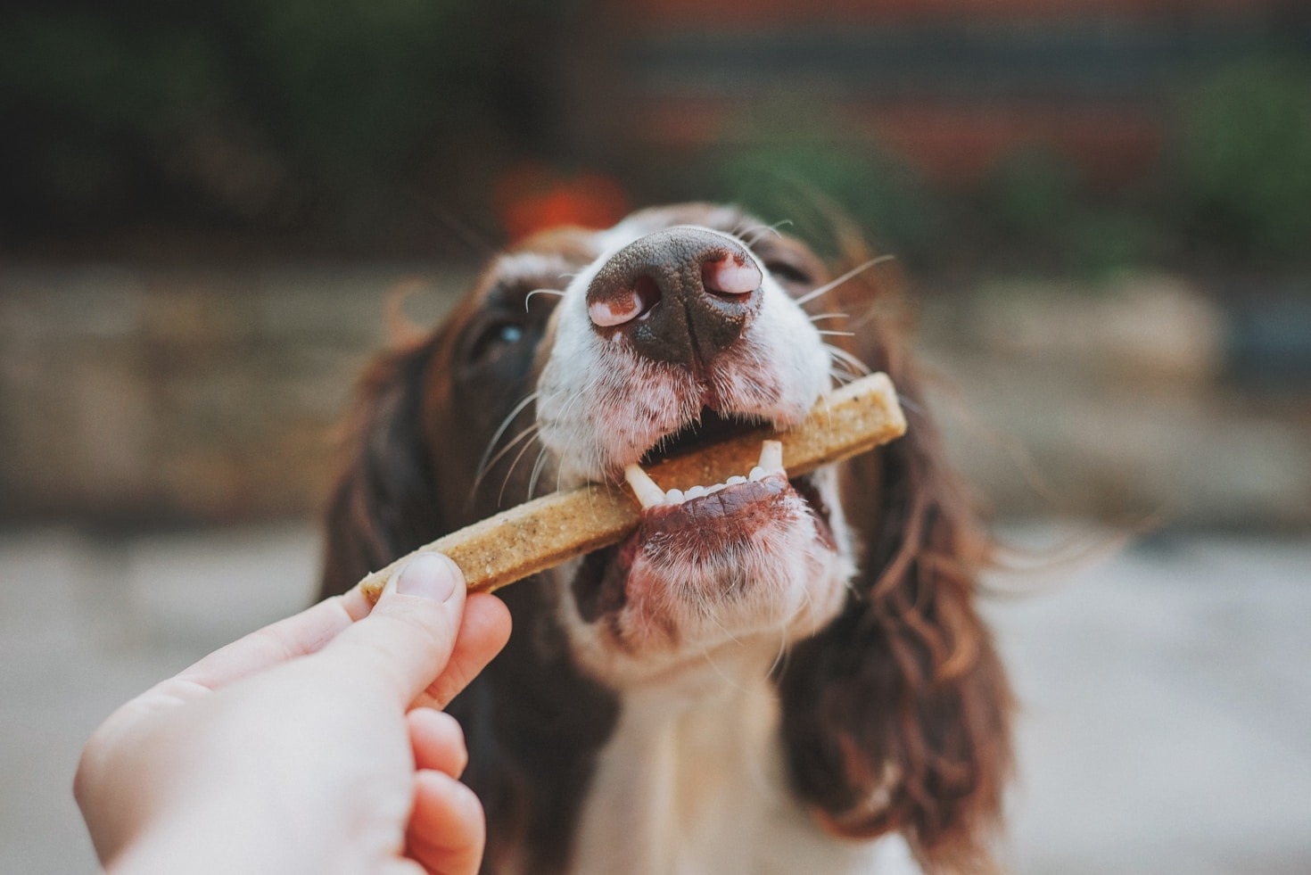 Exploring Healthy Food Trends for You and Pup